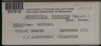 Metatrichia vesparium image